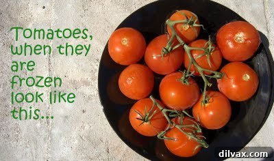 Frozen tomatoes retrieved from the back of the fridge