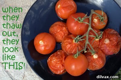 Thawed, shriveled tomatoes after being frozen