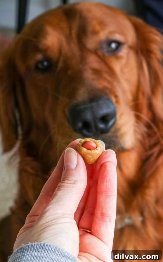 Logan the Golden Dog and a Homemade Dog Pill Pocket