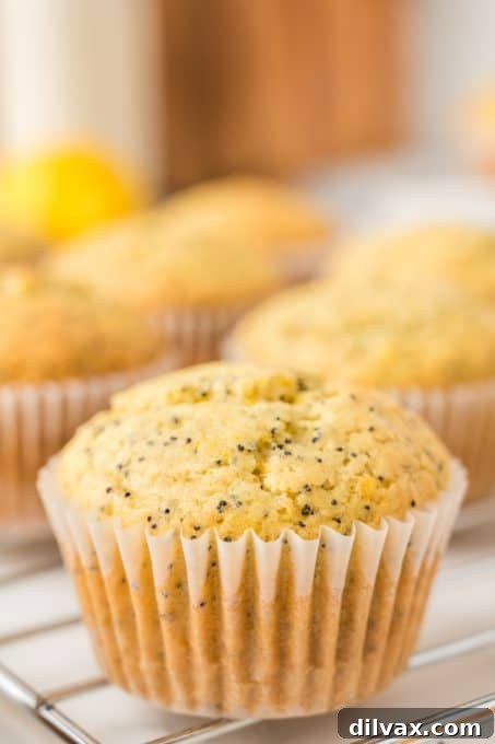 Citrus poppy seed muffins arranged beautifully on a serving plate.
