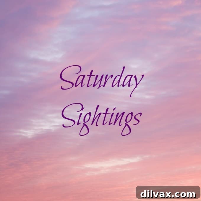 Saturday Showcase 2 Saturday Sightings - Your Weekly Inspiration from 365 Days of Baking and More