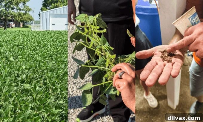A field of soy plants, an individual soy plant, and fish food pellets made from locally grown soy.