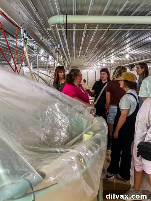 Creamy Shrimp Delight 5 RDM Shrimp Farm