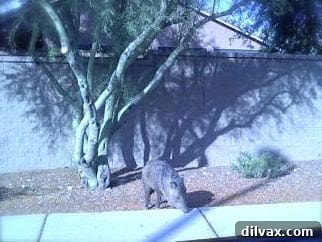 Collared Peccary, also known as Javelina, standing by the roadside