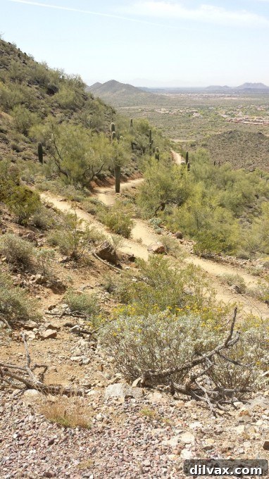 Scenic view of the Arizona desert, highlighting the beauty of nature and encouraging outdoor walks and exploration.
