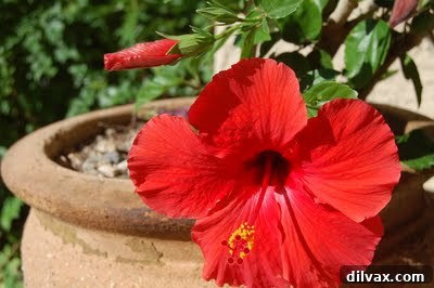 Emerald Sanctuary 2 Vibrant pink and purple petunias blooming beautifully in a summer garden