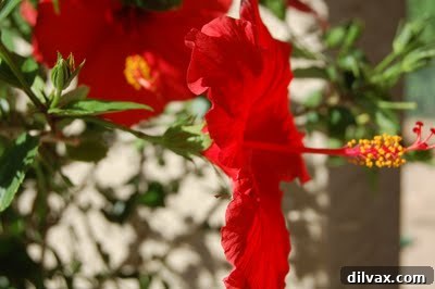 Emerald Sanctuary 3 Close-up of a bright red dahlia or zinnia flower with intricate petals