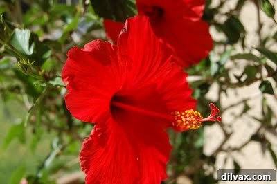 Emerald Sanctuary 4 A cluster of yellow and orange marigolds in full bloom, adding warmth to the garden