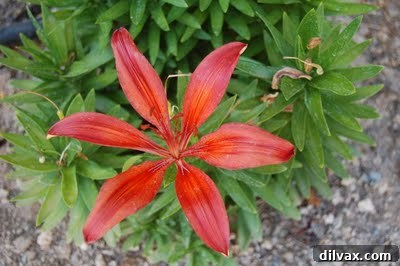 Emerald Sanctuary 5 Lush green foliage with small, delicate pink flowers interspersed, possibly vinca or impatiens