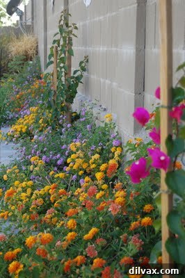 Emerald Sanctuary 6 A close-up vertical shot of purple and white petunias cascading from a hanging basket