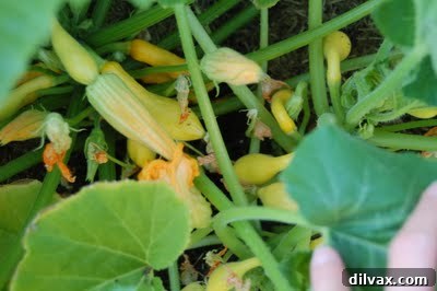Emerald Sanctuary 7 Abundant green summer squash growing on a plant in a home garden