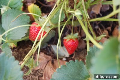 Emerald Sanctuary 9 Small, ripe red strawberries growing on a plant amongst green leaves
