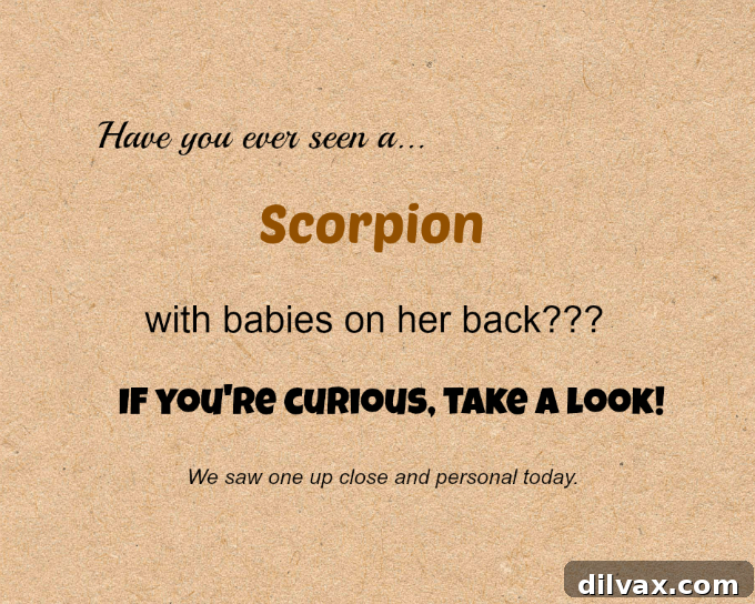 Scorpion