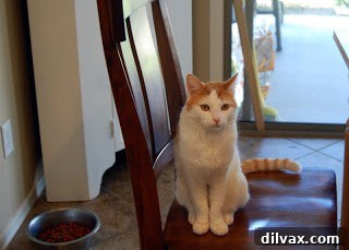 Day 28: Flu-Fighting Cookies 6 A cat, Charlie, observing the kitchen mixer during baking preparation.
