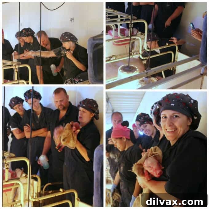 Crafting Porks Future A National Board Expedition 11 Collage documenting the blogger's personal experience of 'sleeving' a pig and helping a sow give birth.