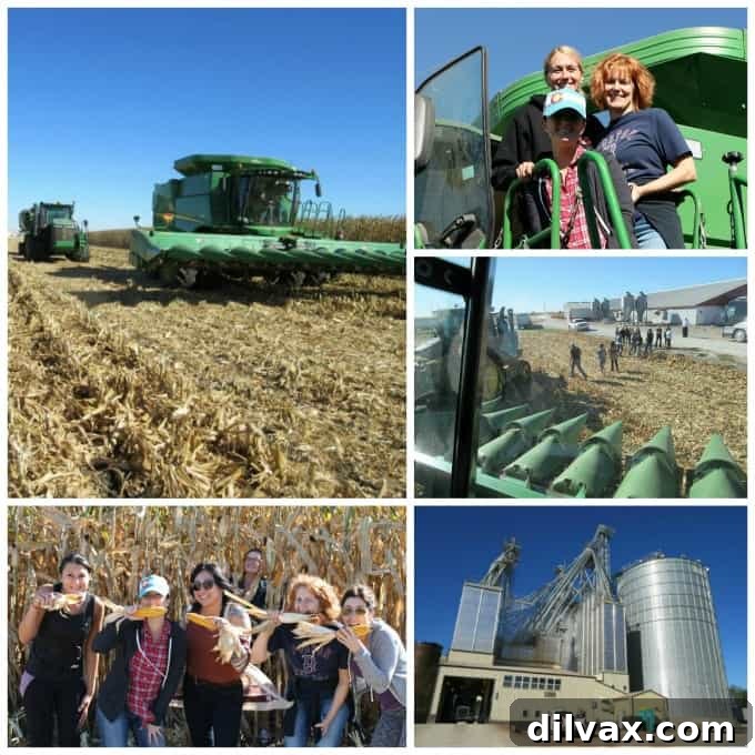 Crafting Porks Future A National Board Expedition 13 Collage of bloggers exploring corn fields, riding a combine, and visiting the Brenneman feed mill, showcasing the sustainable farm cycle.