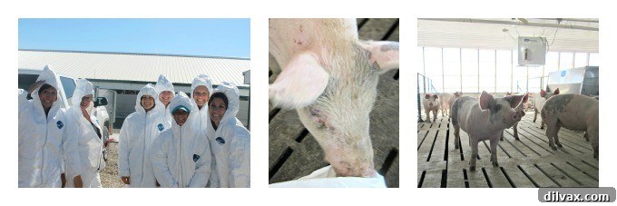 Crafting Porks Future A National Board Expedition 14 Bloggers in protective suits visiting a research finisher barn, observing pigs and automated feeding systems.