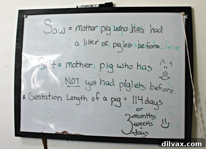 Crafting Porks Future A National Board Expedition 9 Whiteboard illustrating key facts and protocols for pig farm visit.