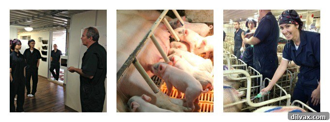 Crafting Porks Future A National Board Expedition 10 Collage showing bloggers observing and participating in sow barn activities, including artificial insemination.