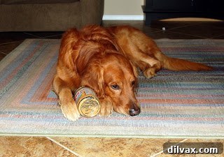 Your Best Friend's New Favorite Surprise Recipe 2 Brady, a Golden Retriever, looking intently with his big brown eyes