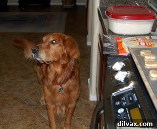 Your Best Friend's New Favorite Surprise Recipe 4 Dough rolled out and cut into various bone shapes for baking