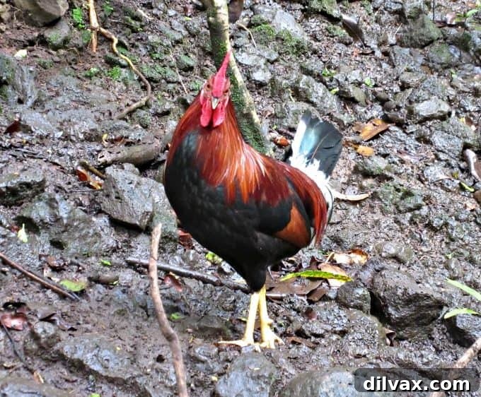 Discover Kauai: Top Stays and Unforgettable Adventures 9 Kauai: Where to Stay and What to Do. Rooster on Kauai, HI