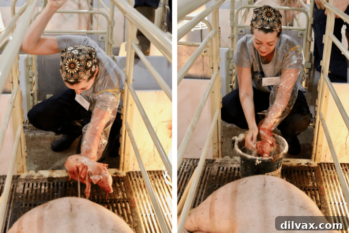 Swine Deep Dive 11 Rebecca from Foodie with Family assisting in piglet birth, rubbing a newborn piglet with drying powder on a modern pig farm.