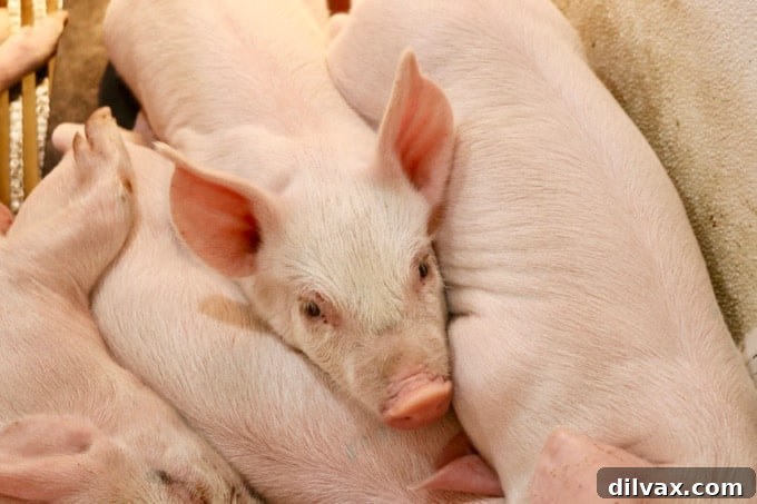 Swine Deep Dive 4 A group of individuals learning about the pig farming industry with the National Pork Board in Sioux Falls, SD.