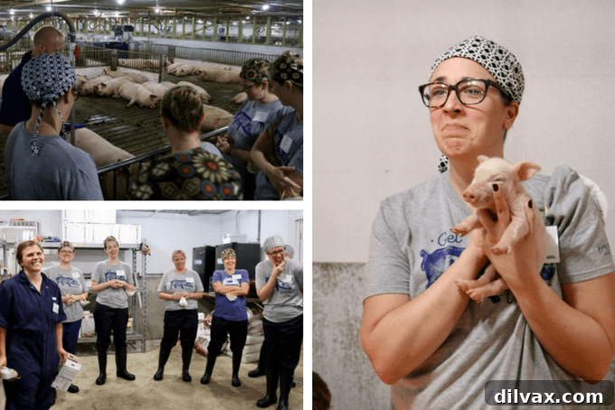Swine Deep Dive 9 Adorable piglets in a clean, carefully managed barn environment, showcasing optimal care on the farm.
